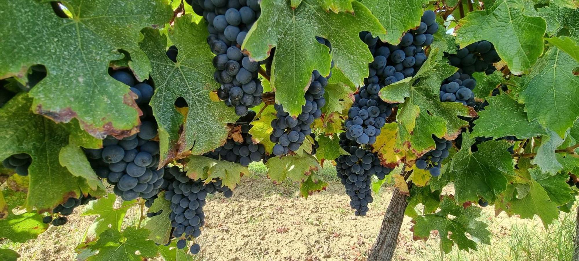 Chateau Neuf Le Desert Le Pizou Eksteriør billede