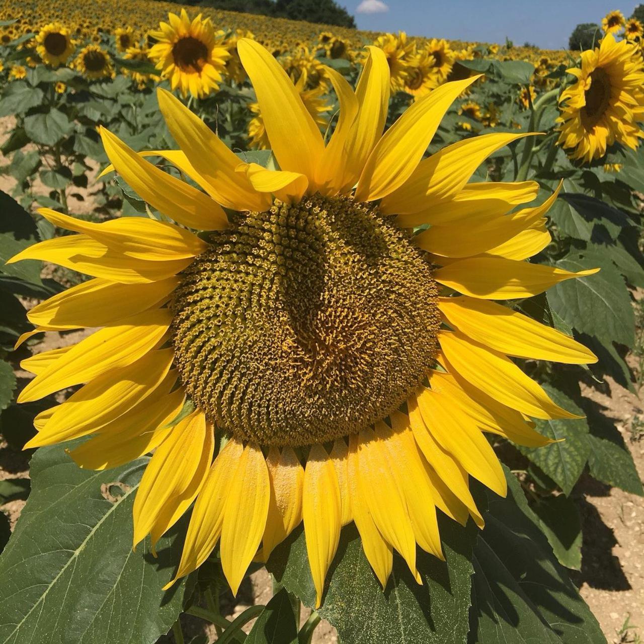 Chateau Neuf Le Desert Le Pizou Eksteriør billede